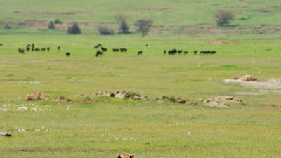 Ultimate Tanzania Wildlife Safari & Zanzibar Beach Holiday - Image - 25228