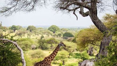 Ultimate Tanzania Wildlife Safari & Zanzibar Beach Holiday - Image - 25220