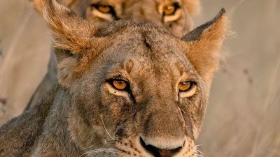 10 Days Kenya Safari in the South & Coast Escape - Image - 15080