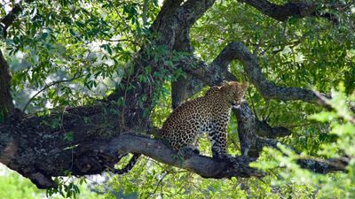 From the Serengeti Migration to Zanzibar’s White Sands | 12-Day Journey - Image - 7959