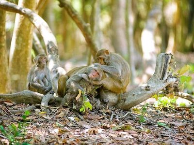 Can Gio – Monkey Island Full Day - Image - 17732