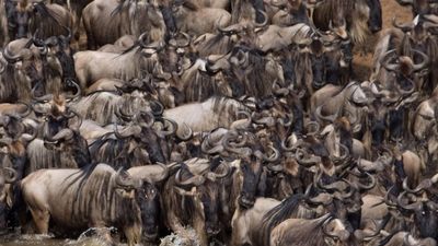 11 Days / 10 Nights Kenya Safari & Beach Experience Maasai Mara – Lake Nakuru – Amboseli – Diani Beach - Image - 14404