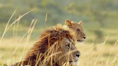 4 Days Maasai Mara & Lake Nakuru Safari in 4x4 Land Cruiser - Image - 13450