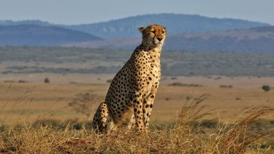 5 Days Masai Mara, Lake Nakuru and Lake Naivasha Group Safari - Image - 12826