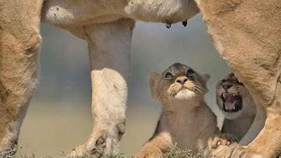 6-Day Kenya Safari Tour – Rift Valley, Aberdares & Masai Mara Game Drives - Image - 18789