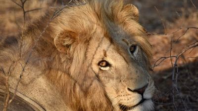 9 Days Grand Kenya Safari: From Northern Wilderness to Amboseli Plains - Image - 13132
