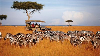 4 Days Maasai Mara & Lake Nakuru Safari in 4x4 Land Cruiser - Image - 13455