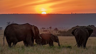 4 Days Maasai Mara & Lake Nakuru Safari in 4x4 Land Cruiser - Image - 13449