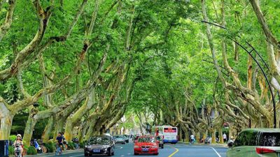 [5 ngày 4 đêm] Khám phá THƯỢNG HẢI – Ô TRẤN – HÀNG CHÂU - Image - 7914