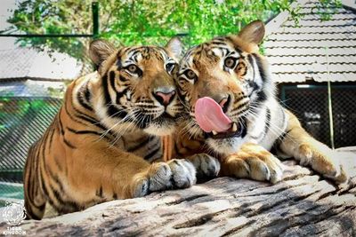 Tiger Kingdom Phuket - Medium Tiger - Image - 1942