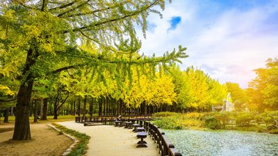 [TOUR HÀN QUỐC HÈ 5N4Đ] SÀI GÒN - SEOUL – NAMI – EVERLAND – EUNPYEONG HANOK - Image - 10674