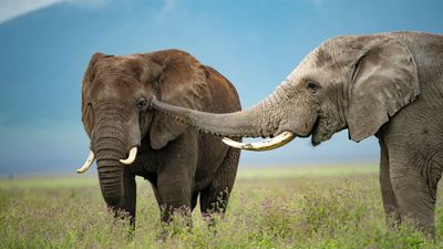 2-Day Luxury Safari to Tarangire and Ngorongoro Crater - Image - 8431