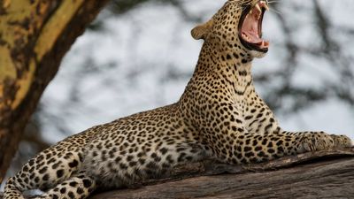 7-Day Kenya Wildlife Safari: Nature Wonders & Cultural Delights - Image - 19066