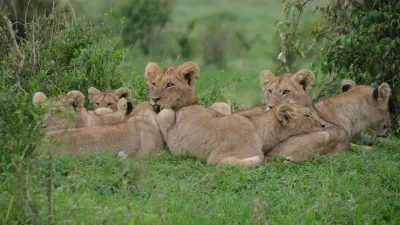 7 Days Best of Kenya safari - Image - 10752