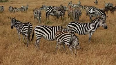 6-Day Kenya Safari Tour – Rift Valley, Aberdares & Masai Mara Game Drives - Image - 18795