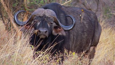 4 Days Maasai Mara & Lake Nakuru Safari in 4x4 Land Cruiser - Image - 13452