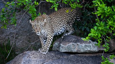7-Day Kenya Wildlife Safari: Nature Wonders & Cultural Delights - Image - 19067