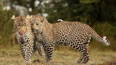 4 Days / 3 Nights Lake Nakuru and Maasai Mara Safari - Image - 13754