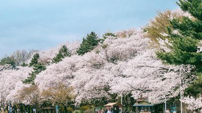 [6 ngày 5 đêm-VN] Khám phá hoa anh đào: BUSAN – SEOUL – ĐẢO NAMI – NAMSAN – INCHEON - Image - 6806
