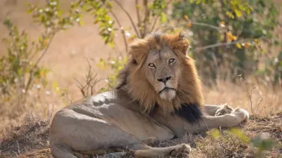 The Grand Kenya Big Five Safari & Tropical Beach Escape - Image - 19981