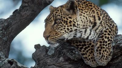 3-Day African Safari Dream – Tarangire, Crater & Manyara - Image - 17859