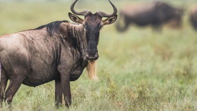 5 Days Ndutu Spectacular Migration Safari - Image - 9165
