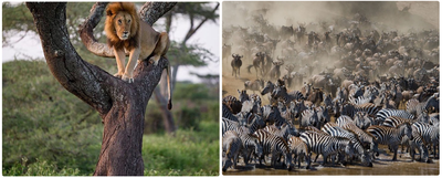6 Days Ndutu Calving Season Serengeti Migration Tanzania Safari - Image - 3437