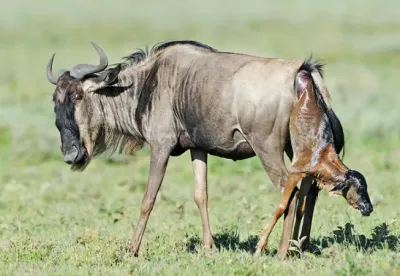 6 Days Ndutu Calving Season Serengeti Migration Tanzania Safari - Image - 3436