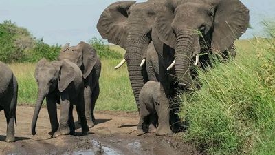 9 Days / 8 Nights Kenya & Tanzania Safari Tour | Maasai Mara to Manyara - Image - 14074