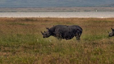 8-Day Mid-Range Serengeti Migration Safari - Image - 20345