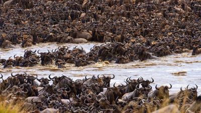 5 Days / 4 Nights Lake Nakuru, Naivasha & Maasai Mara - Image - 14053