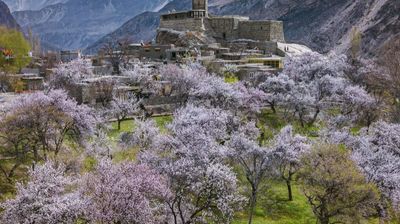 Cherry Blossom Tour Pakistan: Hunza-Skardu-Islamabad - Image - 18122