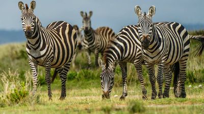 7 Days / 6 Nights Kenya Safari Amboseli, Naivasha, Nakuru & Maasai Mara - Image - 14061