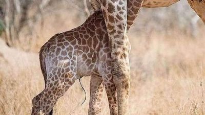 3 Days Masai Mara Safari – Private Midrange Adventure - Image - 12893