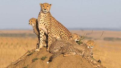 3 Days / 2 Nights Maasai Mara National Reserve Safari - Image - 14396