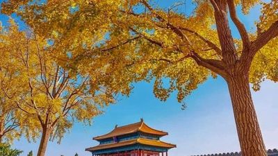 [7 NGÀY 6 ĐÊM - VN] KHÁM PHÁ BẮC KINH - TÔ CHÂU - HÀNG CHÂU - TÂY ĐƯỜNG CỔ TRẤN - THƯỢNG HẢI - Image - 7984