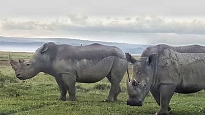 4 Days Lake Nakuru,Masai Mara Budget Tour - Image - 19025