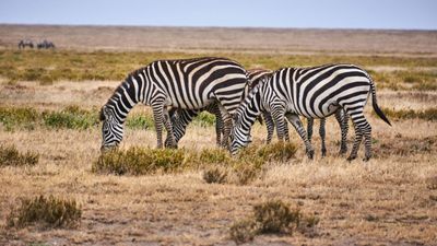 4-Day Tanzania Safari - Serengeti , Ngorongoro Crater, Tarangire - Image - 14827