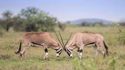 4 Days Maasai Mara & Lake Nakuru Safari in 4x4 Land Cruiser - Image - 13454