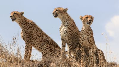 6-Day Tanzania Wildlife Discovery – Mid-Range Safari Adventure - Image - 18189