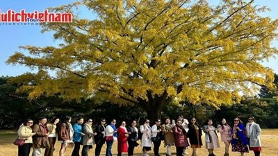 Tour Hàn Quốc 5N4Đ: Từ Hà Nội - Seoul - Nami - Everland - Ngắm Hoa Anh Đào Công Viên Yeouido, Bay Vietnam Airlines + KS 4* - Image - 5456