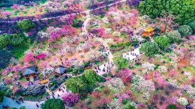 Tour Hàn Quốc 5N4Đ: Từ Hà Nội - Seoul - Nami - Everland - Ngắm Hoa Anh Đào Công Viên Yeouido, Bay Vietnam Airlines + KS 4* - Image - 5447
