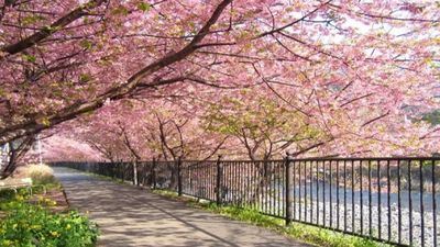 Tour Hàn Quốc 5N4Đ: Từ Hà Nội - Seoul - Nami - Everland - Ngắm Hoa Anh Đào Công Viên Yeouido, Bay Vietnam Airlines + KS 4* - Image - 5451