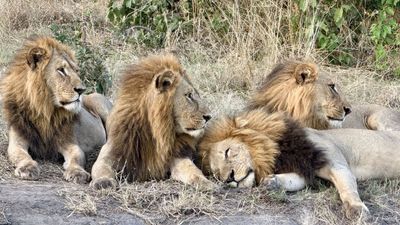 Chobe Day Trip - Image - 8491