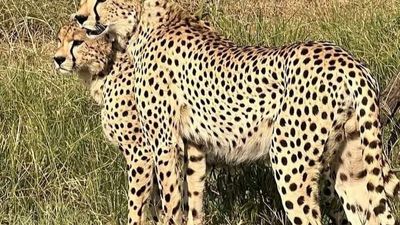 Kenya Classic Safari: 4 Days in Tsavo East, Tsavo West & Amboseli - Image - 13685