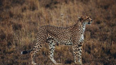 8-Day Mid-Range Mara River and Great Migration (Jul-Oct) - Image - 20585
