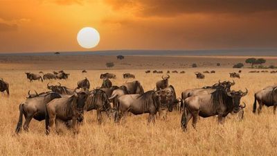 12-Day Ultimate Tanzania Safari & Zanzibar Luxury Escape - Image - 18079