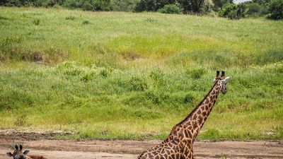 3-Day Mikumi Fly-In Safari Escape – Wildlife Adventure from Zanzibar - Image - 18304