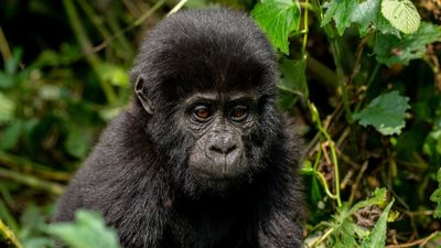 3Day Gorilla Trekking Safari – Midrange - Image - 13505