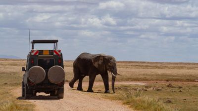 3-Day Big 5 Safari: Ngorongoro Crater, Tarangire & Lake Manyara - Image - 18929